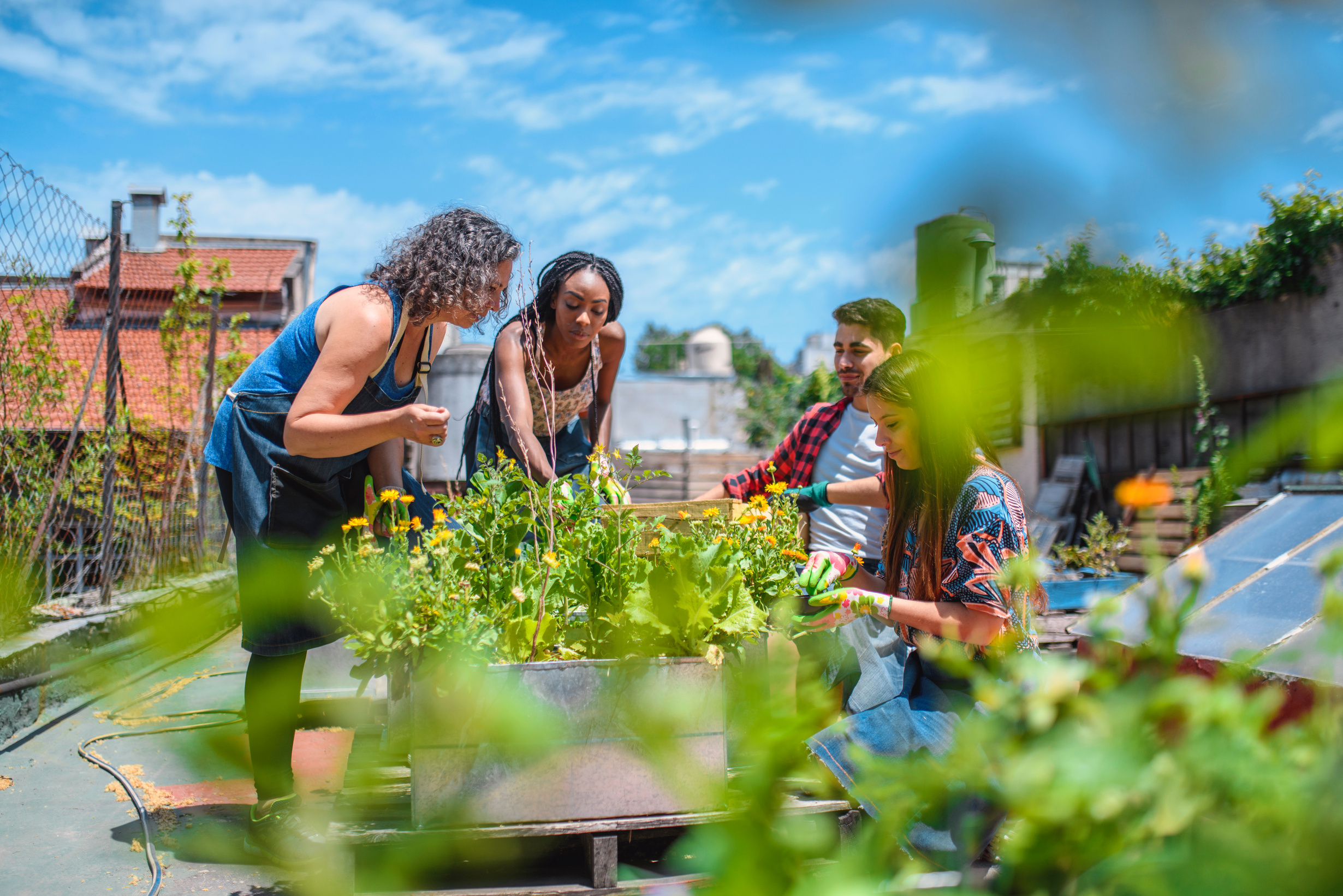 Mature Urban Gardener Working with Young Community Members